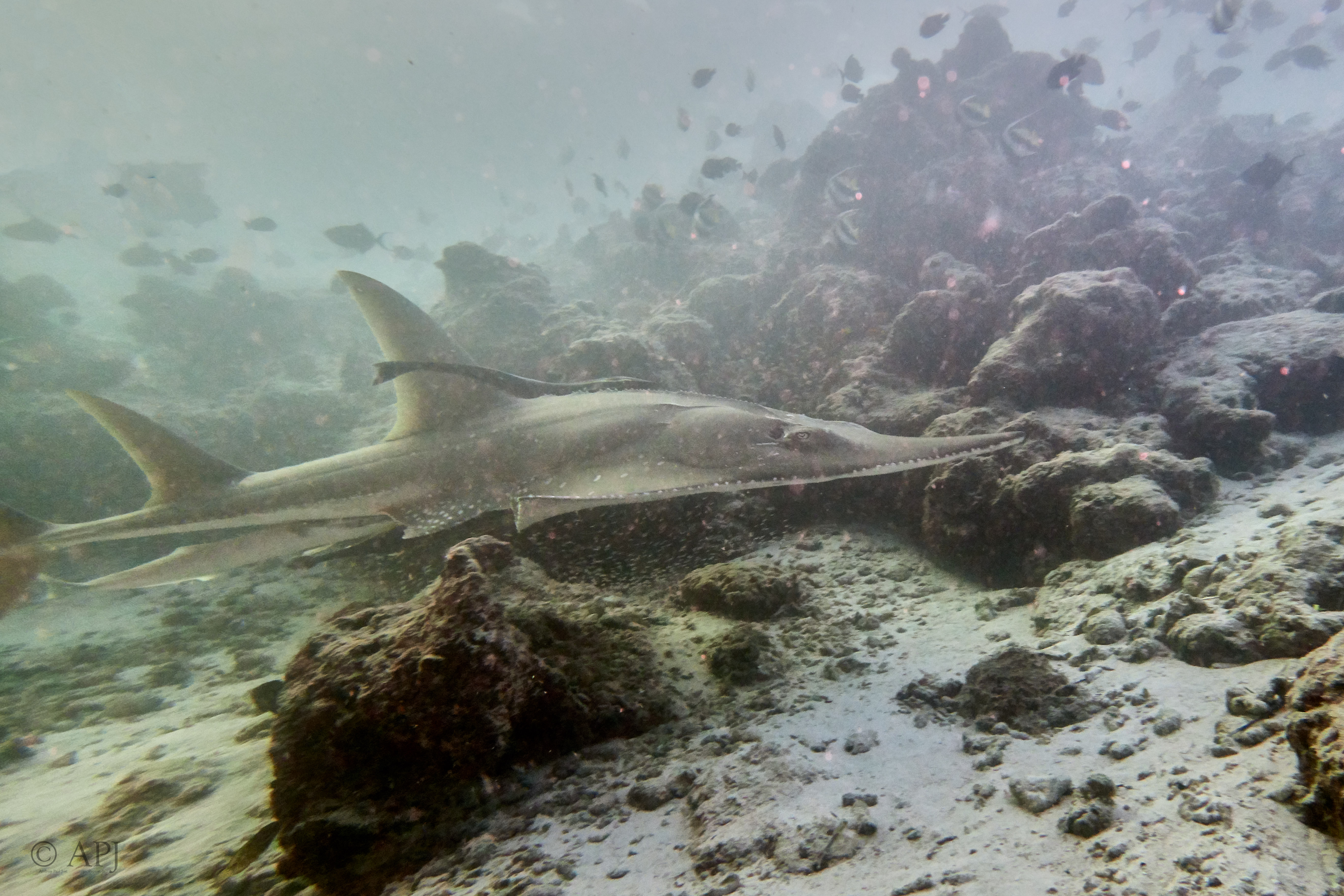 000084 13 08 17  Canon PowerShot G7 X Mark II   Malediven2017